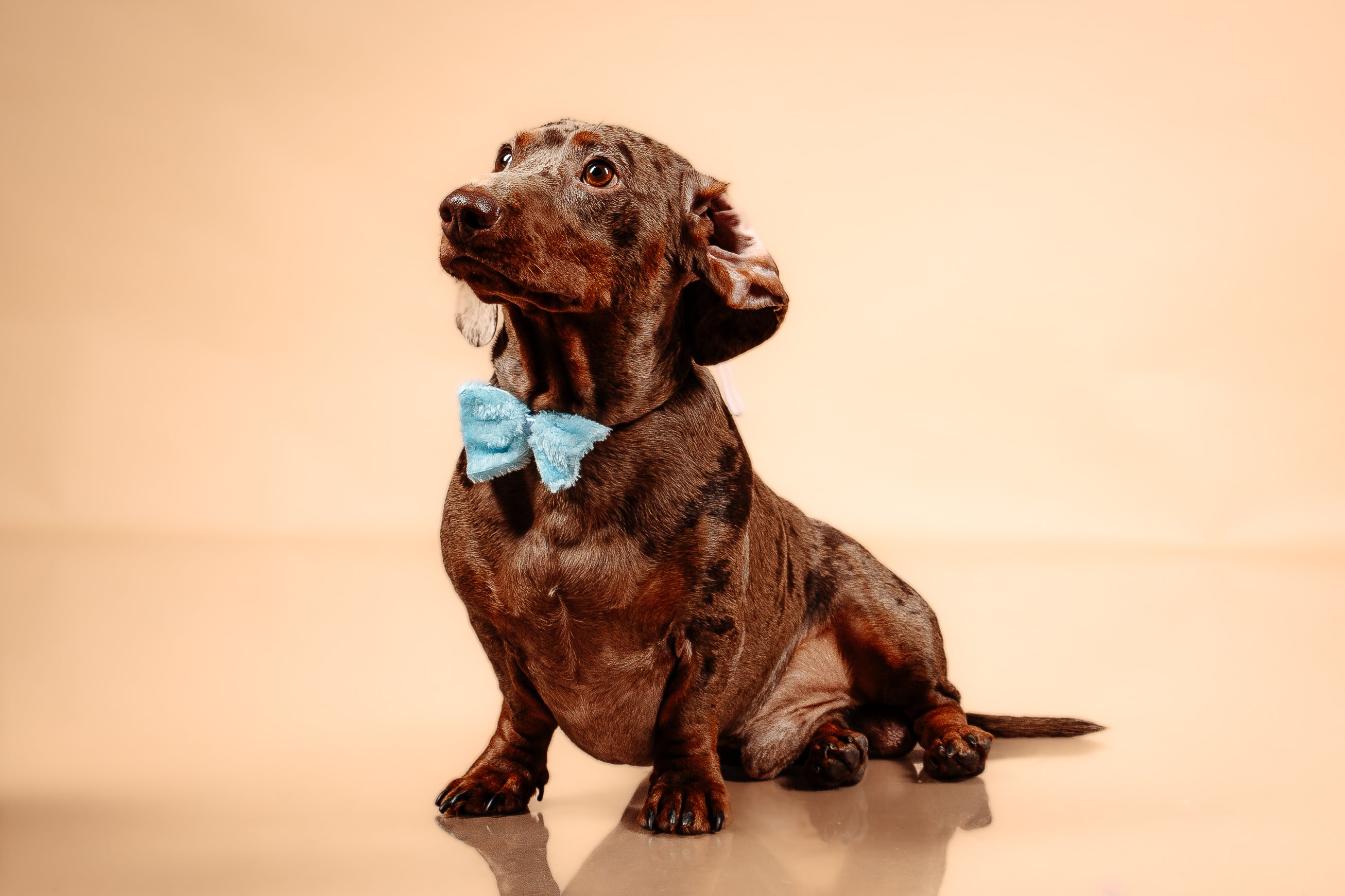 Camiseta manga Corta Fenix